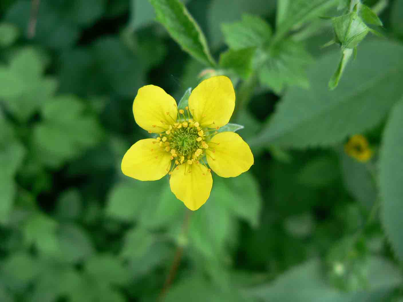 Geum urbanum